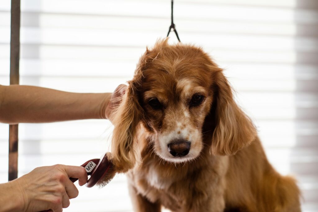 dog-grooming-service