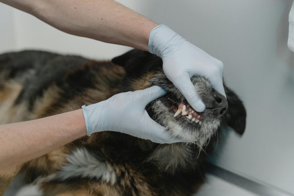 dog-dental-care