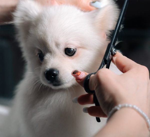 Woman Cutting Dogs Hair