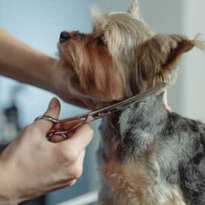 Person Grooming Hair of Yorkshire Terrier