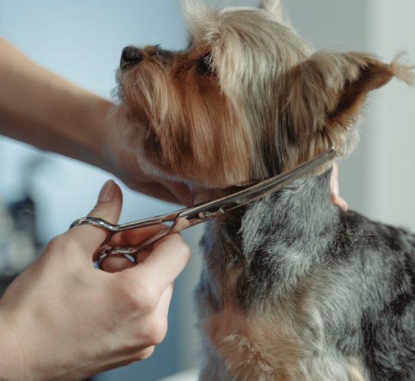 Person Grooming Hair of Yorkshire Terrier