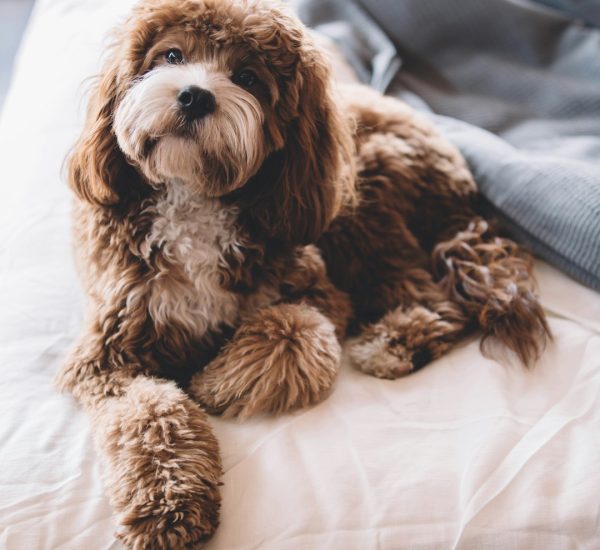 Odie (@odiethecavapoo) enjoying his time in a Joshua Tree, California AirBNB. If you find my photos useful, please consider subscribing to me on YouTube for the occasional photography tutorial and much more - https://bit.ly/3smVlKp - I'd greatly appreciate it!